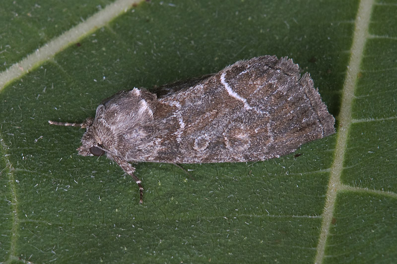 Apamea illyria ...forse. No, Thalpophila matura - Noctuidae